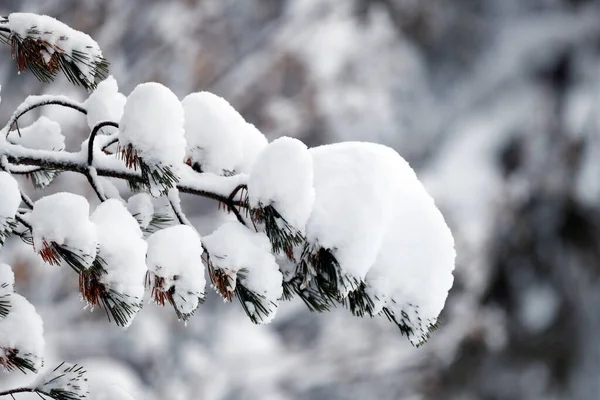 Французские Альпы Монблан Массив Снег Дереве France — стоковое фото