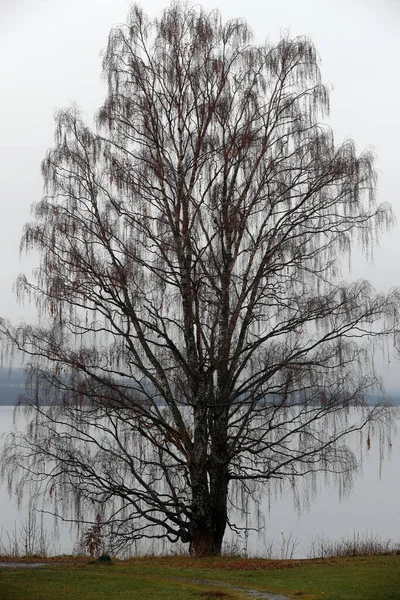 Kışın Ağaç Hamar Norveç — Stok fotoğraf