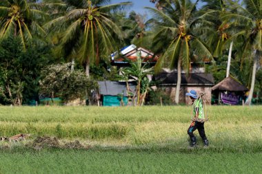 Çiftçi, pirinç tarlası, hindistan cevizi ağaçları ve Kamboçya çiftliği. Kep. Kamboçya.