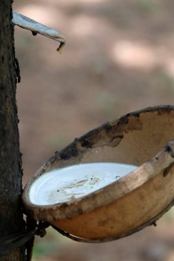 Lastik ağaçtan lateks topluyorum. Kon Tum. Vietnam.