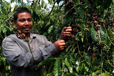Kahve tarlasında çalışan bir adam. Ama ben Thuot 'um. Vietnam. 