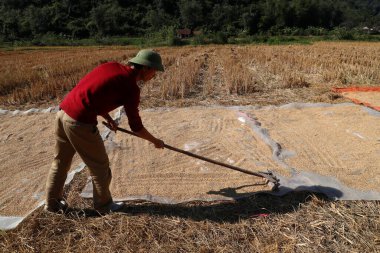 Vietnamlı bir çiftçi güneşte kurutmak için pirinç yayar. Bac Son. Vietnam.