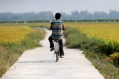 Pirinç tarlalarında bisiklet sürmek. Hoi An. Vietnam. 