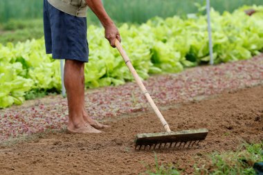 Tra Que Köyü 'ndeki organik sebze bahçeleri. İşteki çiftçi. Hoi An. Vietnam. 