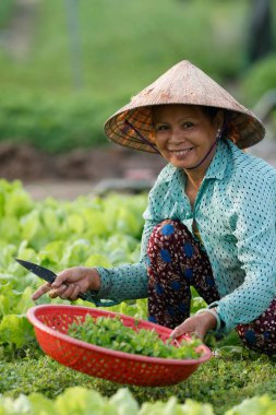 Tra Que Köyü 'ndeki organik sebze bahçeleri. İşteki çiftçi. Hoi An. Vietnam. 