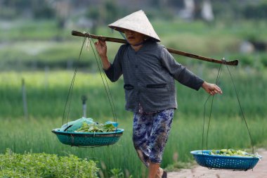 Tra Que Köyü 'ndeki organik sebze bahçeleri. Hoi An. Vietnam. 