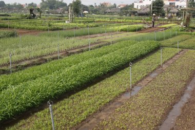 Tra Que Köyü 'ndeki organik sebze bahçeleri. Hoi An. Vietnam. 