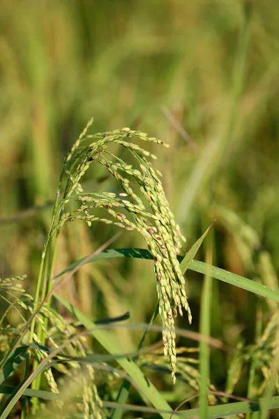 Onrijp Oor Van Rijstplant Kep Cambodja — Stockfoto