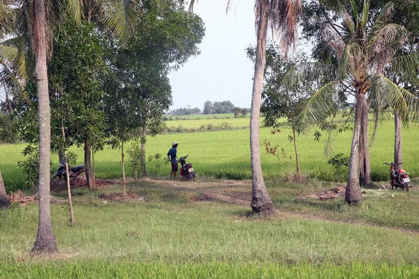 Reisfeld Thay Ninh Vietnam — Stockfoto