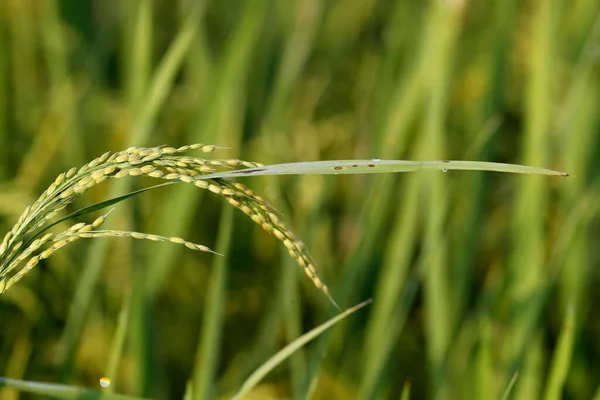 Agricultura Campo Arroz Verde Cereales Arroz Listos Para Cosechar Hoi — Foto de Stock