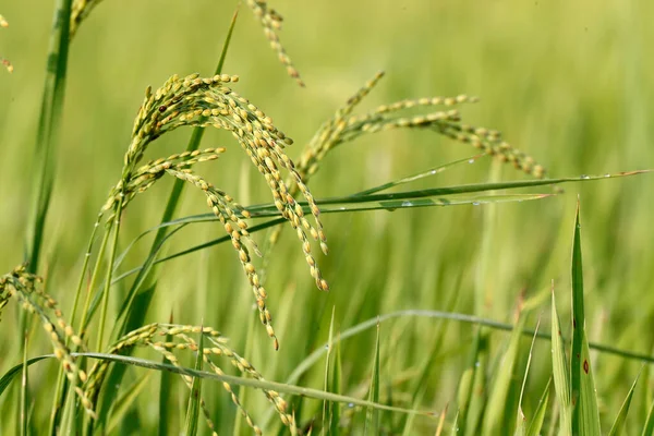 Landbouw Groene Rijstveld Rijstkorrel Klaar Voor Oogst Hoi Vietnam — Stockfoto