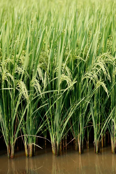 Αργοπορία Πράσινο Χωράφι Ρυζιού Χόι Βιετνάμ — Φωτογραφία Αρχείου