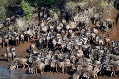 Mara Nehri 'ni geçen göçmen antilop sürüsü (Connochaetes taurinus). Masai Mara oyun rezervi. Kenya. 