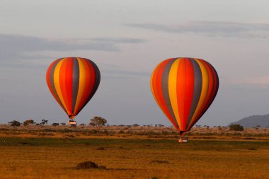Sabah Masai Mara 'da sıcak hava balonu safarisi. Masai Mara Ulusal Parkı. Kenya. 