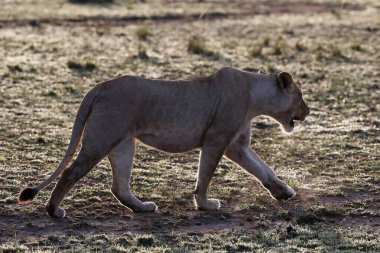 Savanada dişi aslan (Panthera leo). Masai Mara Ulusal Parkı. Kenya. 