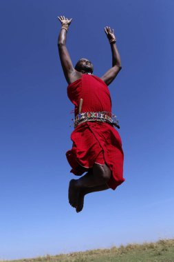 Masai savaşçısı geleneksel atlama dansını yapıyor. Masai Mara Ulusal Parkı. Kenya. 