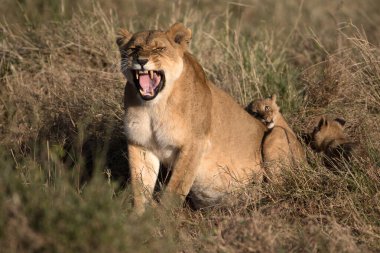 Masai Mara Ulusal Rezervi. Dişi aslan esniyor (Panthera leo). Kenya.