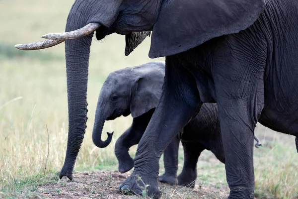 Afrikai Elefántok Loxodonta Africana Szavanna Mezőn Anya Baba Masai Mara — Stock Fotó