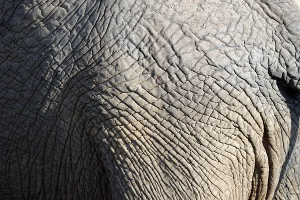 Afrikanischer Elefant Loxodonta Africana Nahaufnahme Des Schwanzes Masai Mara Wildreservat — Stockfoto