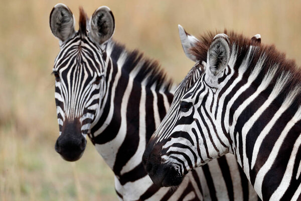 Two Zebras (Equus burchellii) at savanna. Masai Mara game reserve. Kenya.