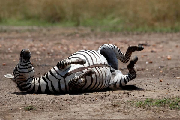 Ζέβρα Equus Burchelli Ξεσκονίζει Την Πλάτη Του Masai Mara Αποθεματικό — Φωτογραφία Αρχείου