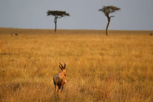 Topi Damaliscus Lunatus Reserva Caza Masai Mara Kenia — Foto de Stock