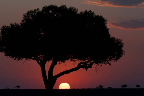 Acacia tree silhouette at sunset.   Masai Mara National Park. Kenya. 