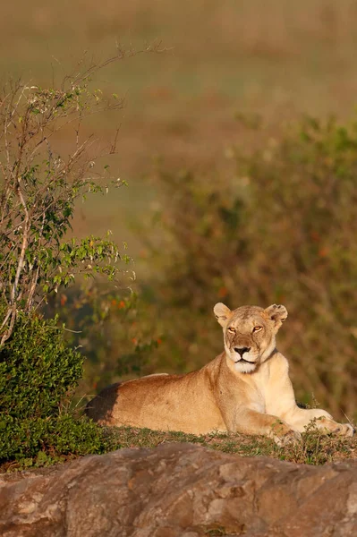 Dişi Aslan Panthera Leo Savanada Bir Kayanın Üzerinde Masai Mara — Stok fotoğraf