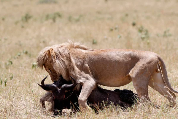 León Panthera Leo Con Ñus Matan Sabana Parque Nacional Masai —  Fotos de Stock