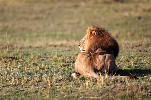 León Panthera Leo Sabana Parque Nacional Masai Mara Kenia — Foto de Stock