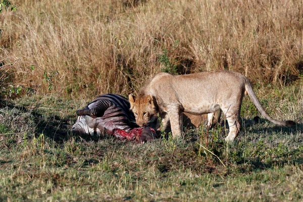 Левиця Panthera Leo Зеброю Вбиває Савані Національний Парк Масаї Мара — стокове фото