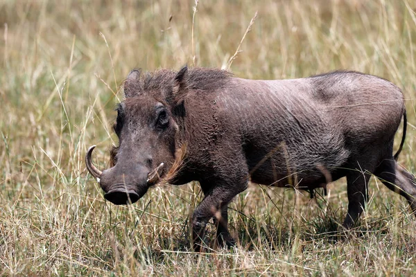 Warthog Phacochoerus Національний Парк Масаї Мара Кенія — стокове фото