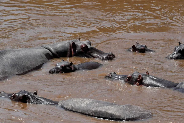 Hroch Hroch Obojživelný Řece Mara Národní Park Masai Mara Keňa — Stock fotografie