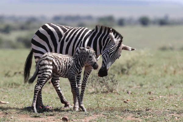 Zebra Mother Equus Quagga Burchellii Her Newborn Baby First Steps — Stock Photo, Image