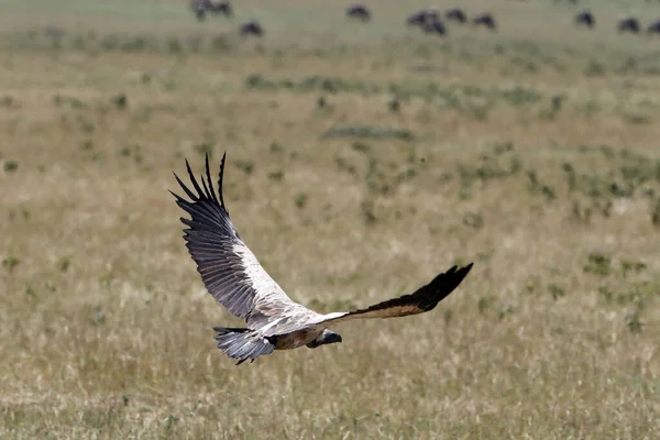 Gier Vlucht Masai Mara Nationaal Park Kenia — Stockfoto