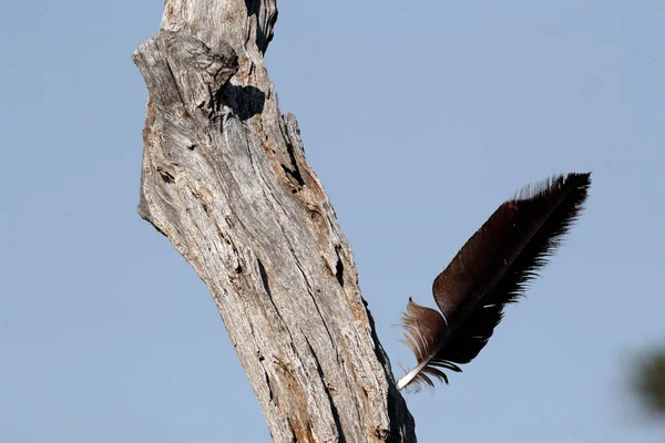 Árbol Pluma Pájaro Parque Nacional Masai Mara Kenia —  Fotos de Stock