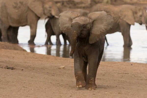 Parc National Serengeti Groupe Éléphants Afrique Avec Bébé Loxodonta Africana — Photo