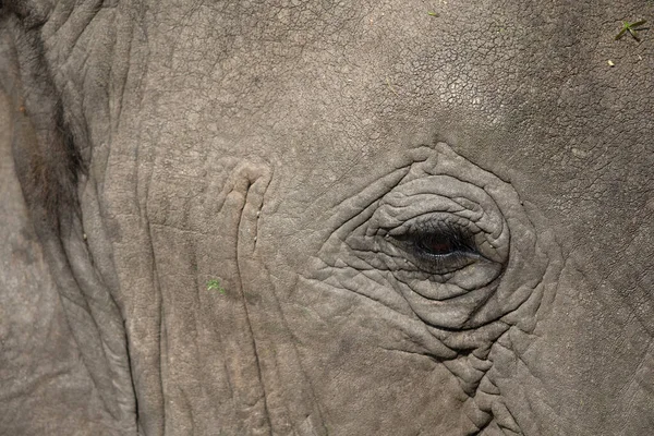 Serengeti National Park Afrikanischer Elefant Loxodonta Africana Nahaufnahme Eines Auges — Stockfoto