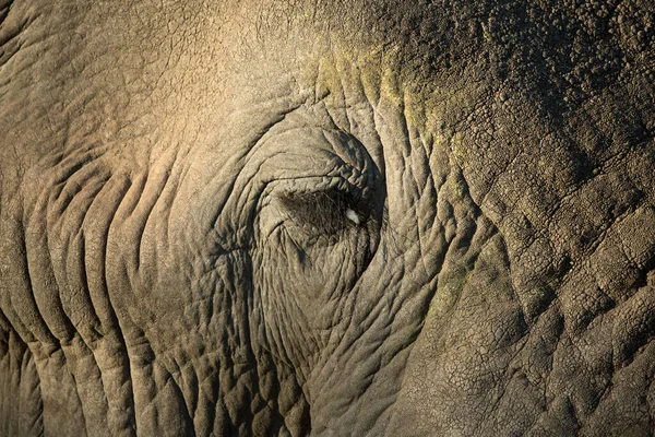 Krüger Nationalpark Afrikanischer Elefant Loxodonta Africana Nahaufnahme Eines Auges Südafrika — Stockfoto