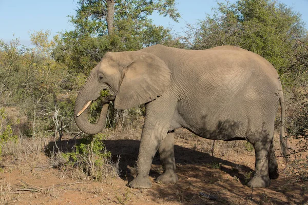 Parque Nacional Kruger Elefante Africano Loxodonta Africana Sudafrica — Foto de Stock