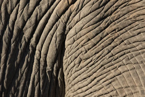 Parque Nacional Kruger Elefante Africano Loxodonta Africana Close Pele África — Fotografia de Stock