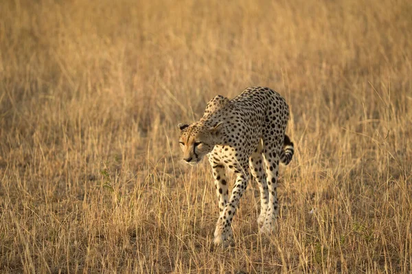 Serengeti Nationaal Park Cheetah Acinonyx Jubatus Savanne Tanzania — Stockfoto