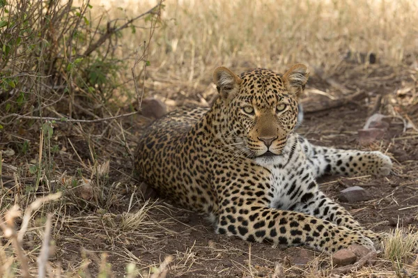 Национальный Парк Серенгети Африканский Леопард Panthera Pardus Саванне Танзания — стоковое фото