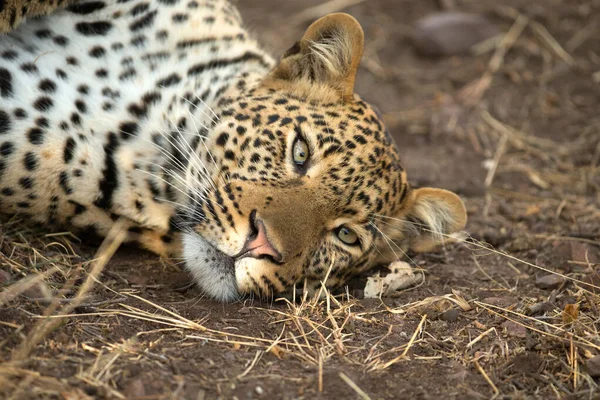 Национальный Парк Серенгети Африканский Леопард Panthera Pardus Саванне Танзания — стоковое фото