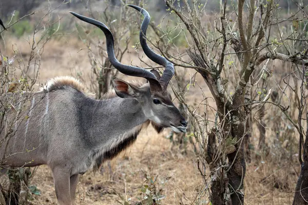 Kudu Parque Nacional Kruger Sudafrica —  Fotos de Stock