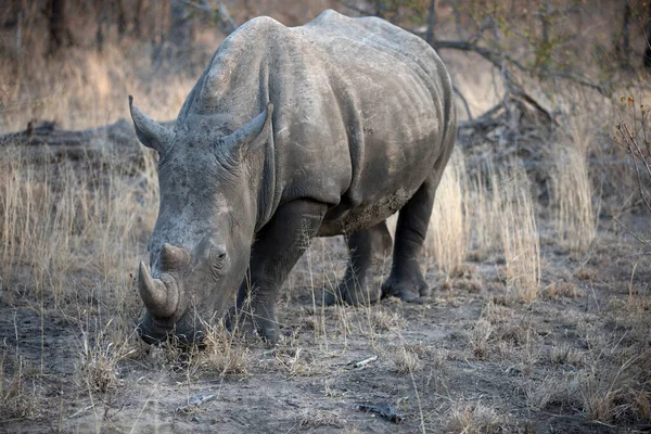 Nosorožec Ceratotherium Simum Savaně Kruger National Park Jižní Afrika — Stock fotografie