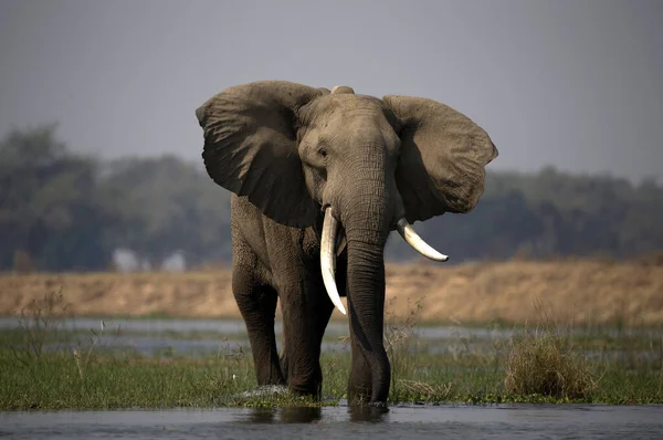 Park Narodowy Mana Pools — Zdjęcie stockowe