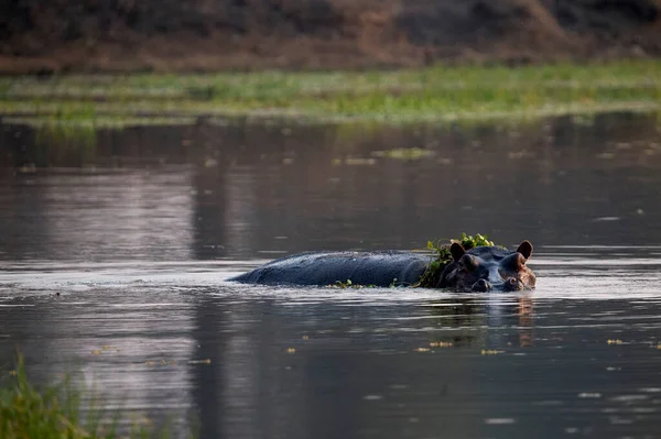 Národní Park Mana Pools — Stock fotografie