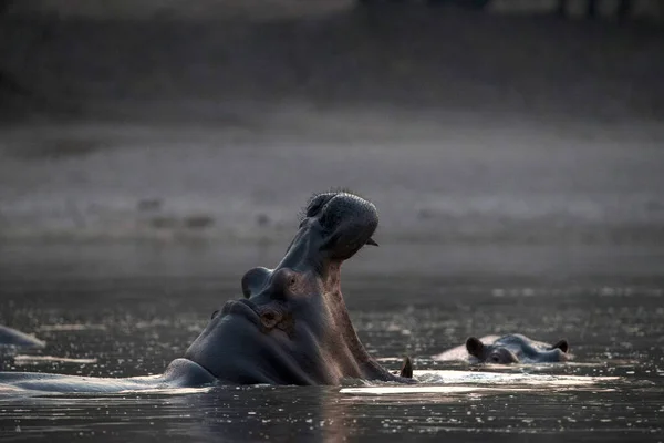 Mana Pools National Park Nilpferd Nilpferd Wasser Simbabwe — Stockfoto