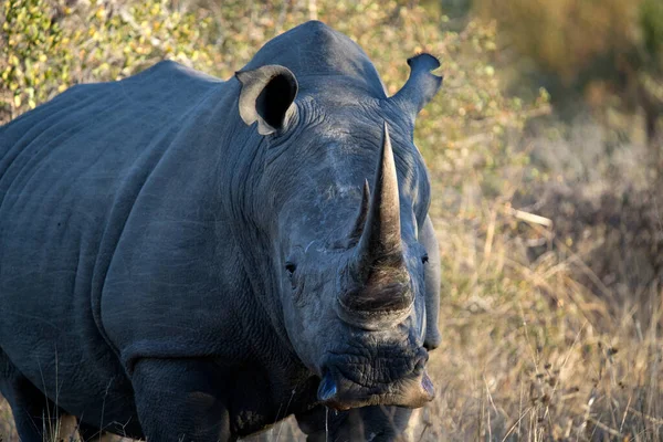 Bílý Nosorožec Ceratotherium Simum Stojící Křoví Kruger National Park Jižní — Stock fotografie